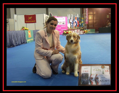 Pastor Australiano na Exposição Canina Internacional do Norte