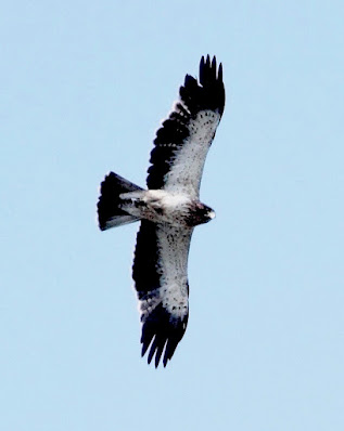 "Booted Eagle Hieraaetus pennatus   - Adult in flight from below."