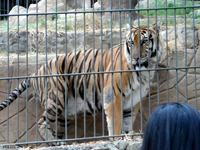 Tiger in Baluarte, Vigan Ilocos