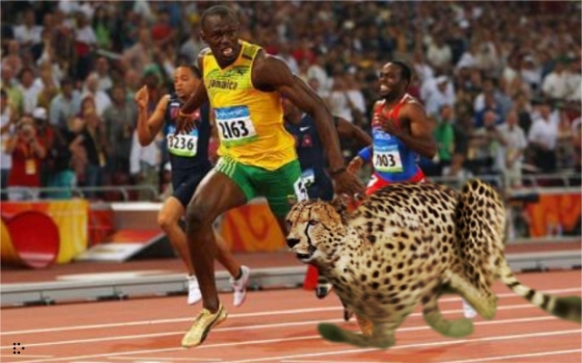 World Wildness Web: Usain Bolt Memes