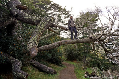 Árboles en el camino de Playa Larga en Ushuaia, Argentina.