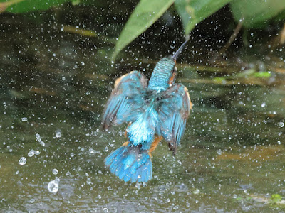 黒目川 カワセミ 水面飛び出し離水