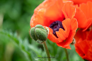 Makrofotografie Türkischer Mohn Olaf Kerber