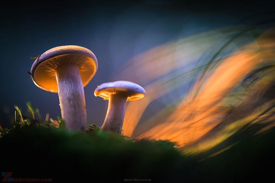 Nhiếp ảnh nấm phát sáng bởi Martin Pfister