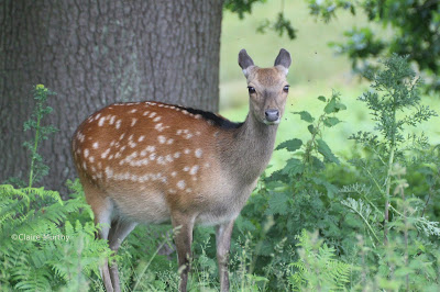 British Countryside Animals : Fallow Deer Kent Knowle Park