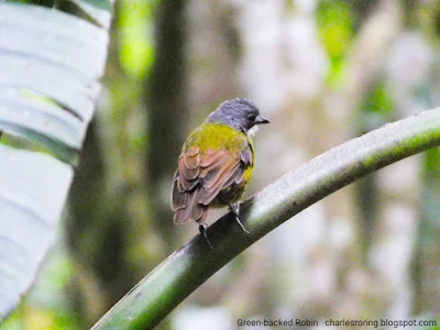 Birding tour in West Papua with Charles Roring