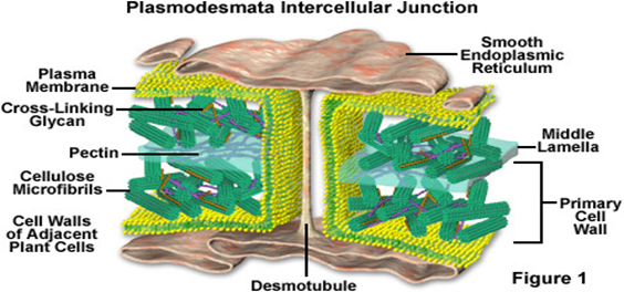 STRUKTUR SEL  HEWAN  DAN  SEL  TUMBUHAN  Biologi Sel 