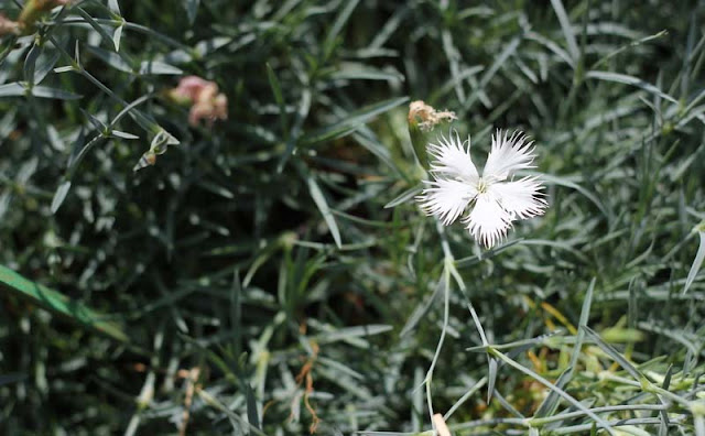 Dianthus Plumarius Flowers Pictures