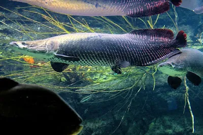 Mengenal Ikan Arapaima: Keindahan dan Keunikan Ikan Hias Asal Amazon