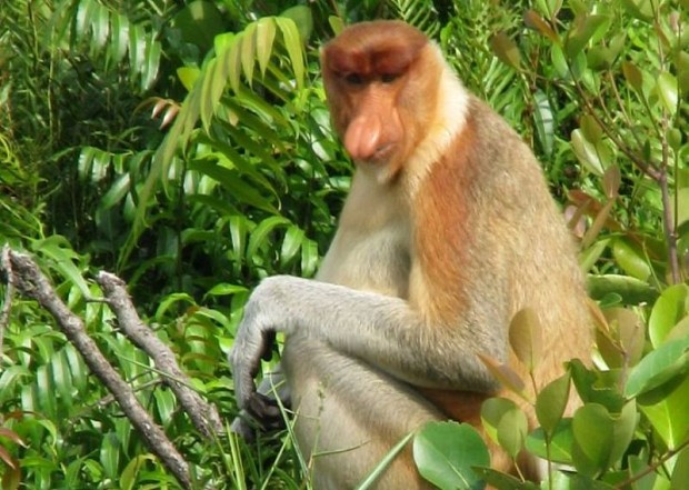 Penyebaran Fauna  di  Indonesia