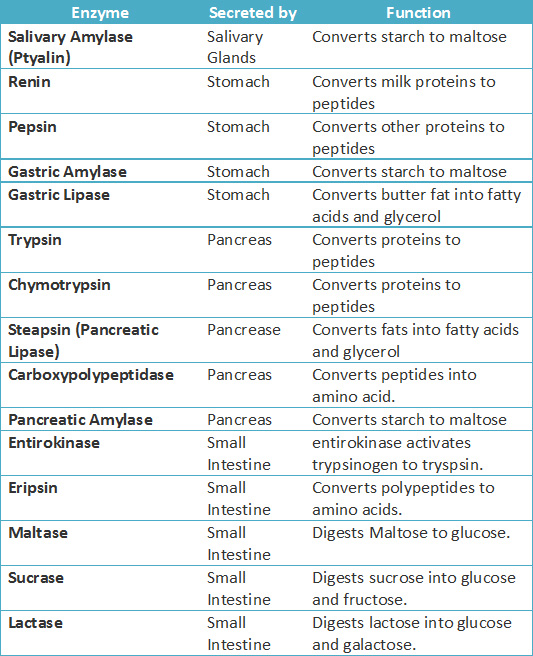 Functions of Enzymes in Human Body STUDY HASH
