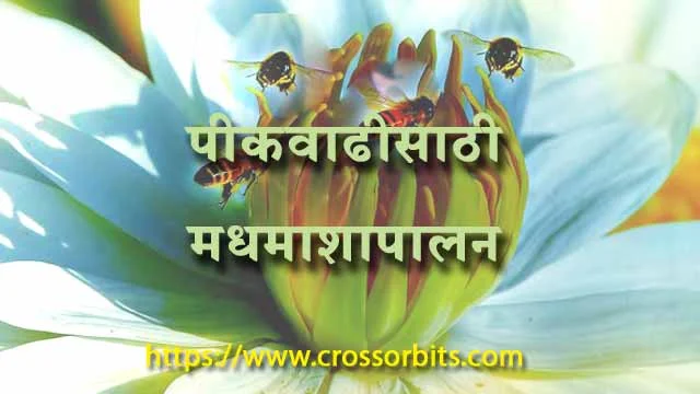 Beekeeping is essential for crop growth