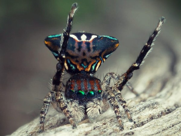 nhen-Maratus-trigonus