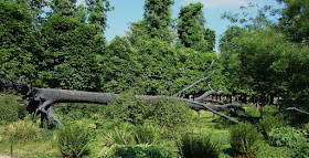 "L'arbre des Voyelles" de Giuseppe Penone