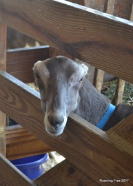 Staring down from a goat