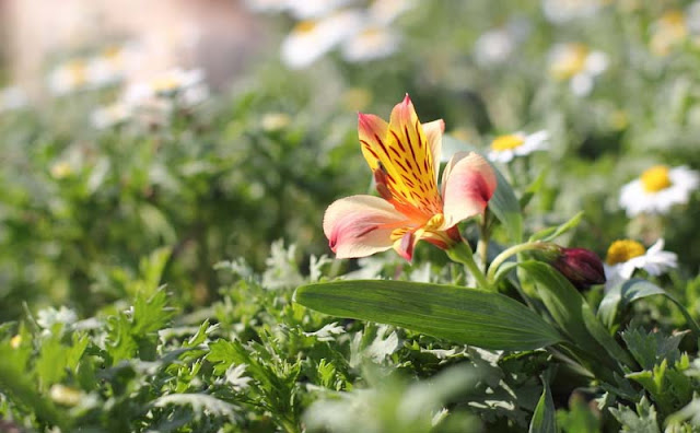 Peruvian Lily Flowers Pictures