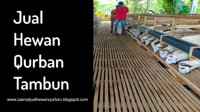 Jual Hewan Qurban di Tambun