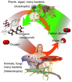 Respiration