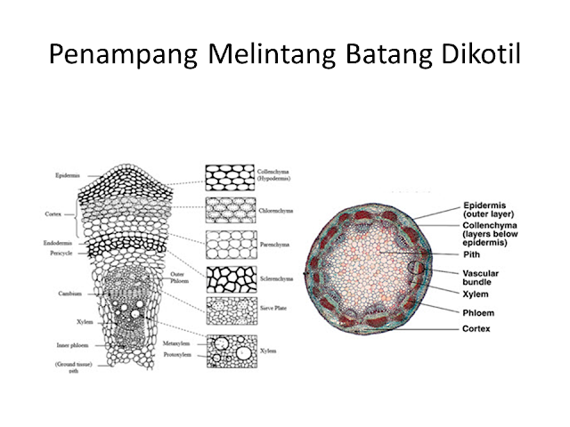 Penampang Melintang Batang Dikotil