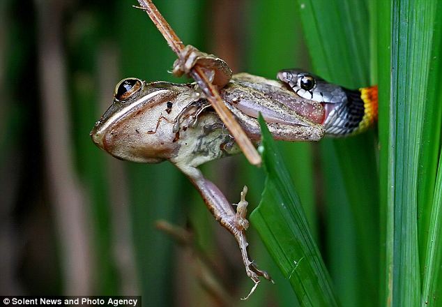 Katak cuba lepaskan diri dari ular