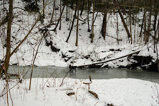 Dog playing in Wilket Creek.