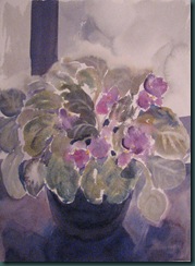 african violets