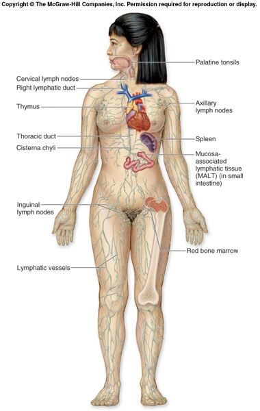 Immune System Organs. central nervous system.