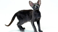 Russian Grey Cat For Sale