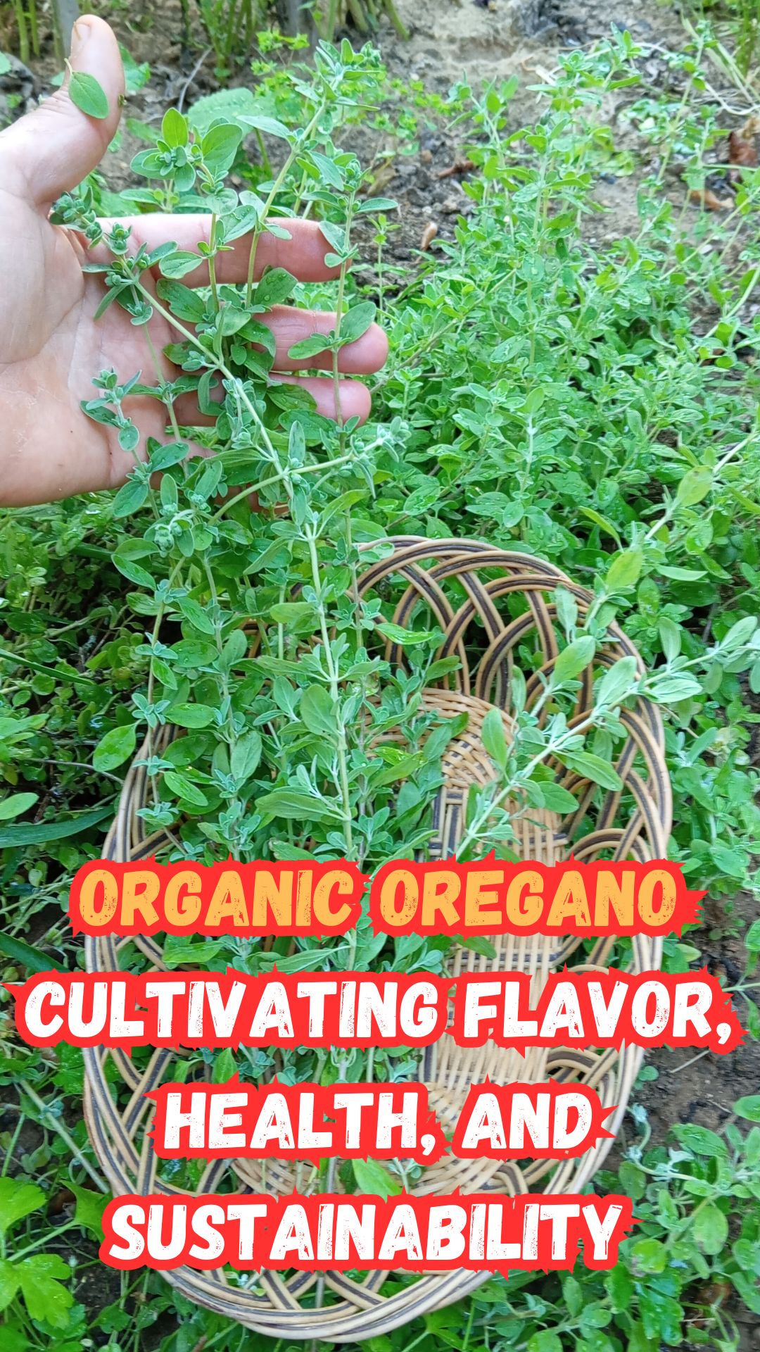 Oregano is a valuable and versatile aromatic herb that can be a great addition to any herb garden, no matter your level of gardening expertise. The existence of it in your garden gives a pleasant and tasty experience that is enjoyable for everyone. Oregano not only enhances the taste of your food with its aromatic flavor, but it also offers many health advantages. This feature makes it an excellent herb to keep available, as it has multiple uses.