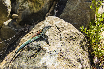 Largartija Esbelta La Campana Fauna