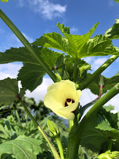 【20220709】オクラの花