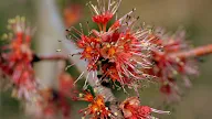 Maple Tree With Hanging Flowers : Laburnum - Toxic Plant of the Week | The Equinest : Trees that have yellow hanging flowers.