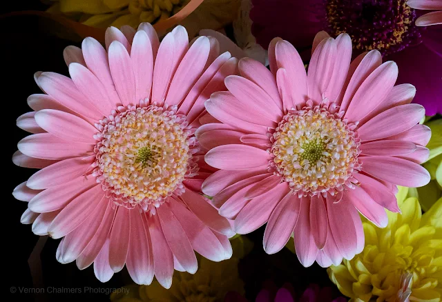 Vernon Chalmers Photography - How to Photograph Flowers