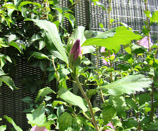 Rosa de Siria o altea "pájaro azul" (Hibiscus syriacus 'Oiseau bleu').