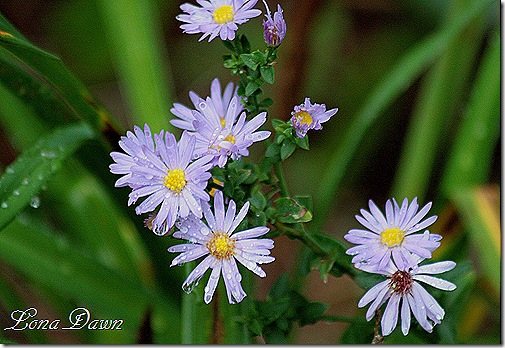Asters_Rain