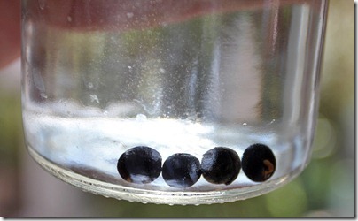 110213_canna_seeds_step2c