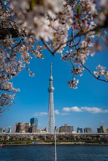 2024賞櫻行程|東京四天三日遊4月賞櫻美食旅行