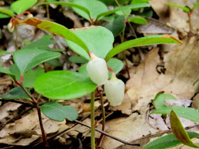 wintergreen