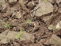 How to improve soil fertility