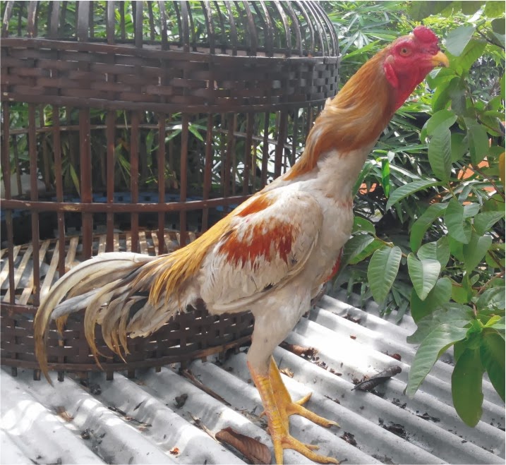 ivanildosantos foto ayam  bangkok aduan 