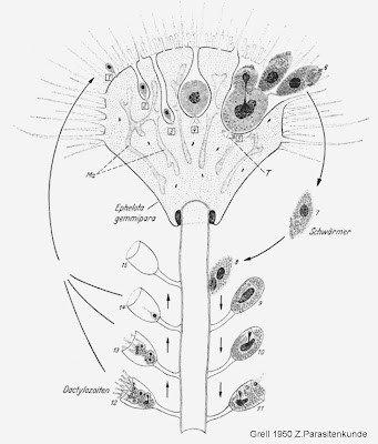 generalized life cycle of fungi. generalized life cycle of fungi. Overview of the whole life