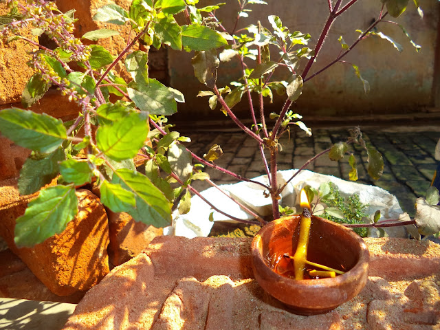 Pleasing Shani Dev by placing Diya to Basil Tree