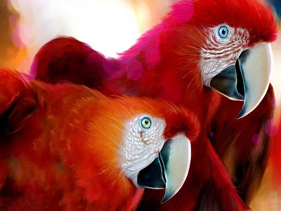 Cute Colorful red Parrots Around the World