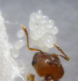 eggs of Solenopsis geminata