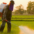 Το ζιζανιοκτόνο Roundup της Monsanto ενοχοποιείται για την κατακόρυφη αύξηση σοβαρών παθήσεων  