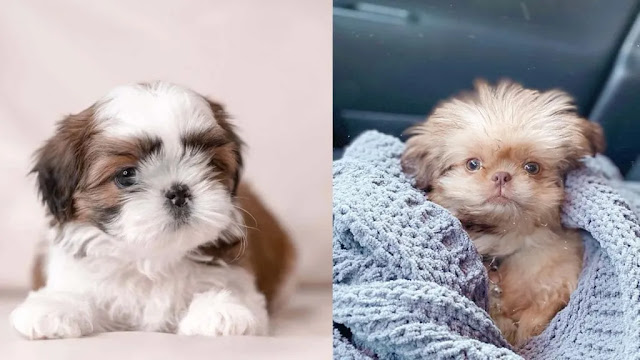 Shih Tzu marrom e branco