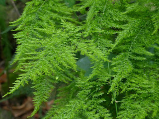 Asparagus setaceus - Asparagus des fleuristes