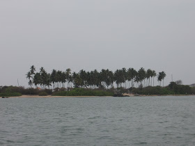 Coconut palms, St.Mary's Island