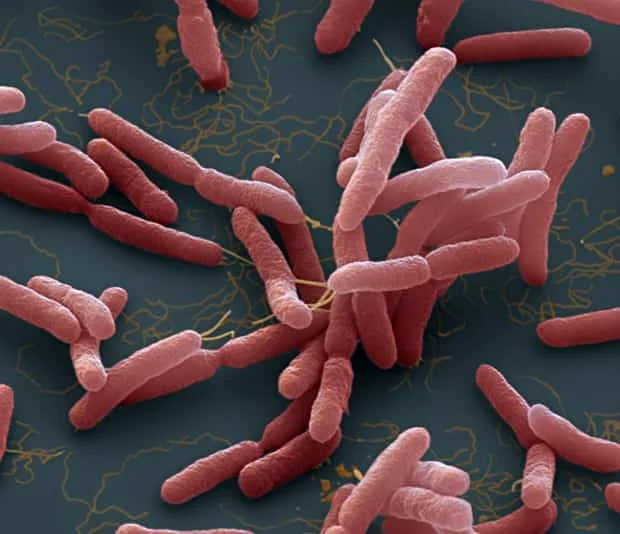 Vi khuẩn ăn thịt người: Sự thật và hư cấu
