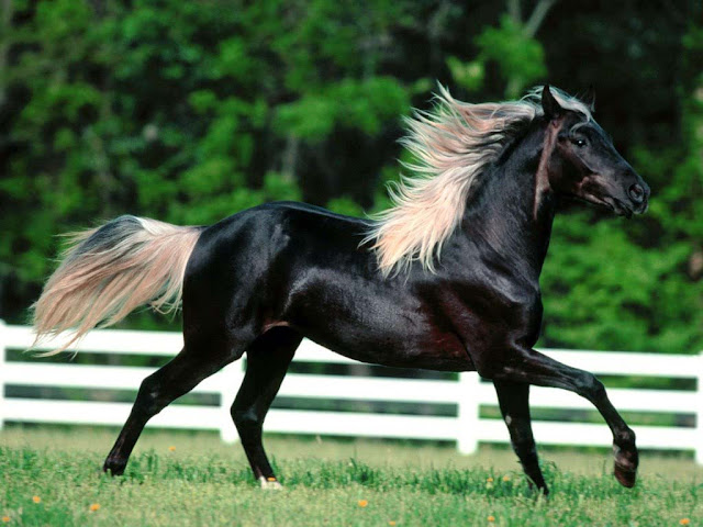 Top 10 Most Beautiful Horses in the World